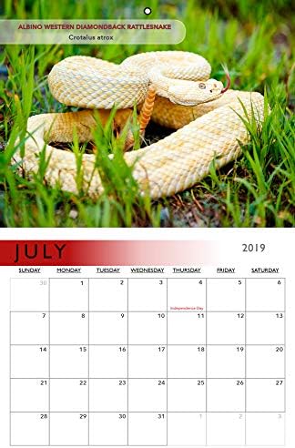 לוח השנה של נחש 2019. כולל את כל הנחשים האקזוטיים, הארסיים, אחד לכל חודש בתוספת תמונות בונוס נוספות.