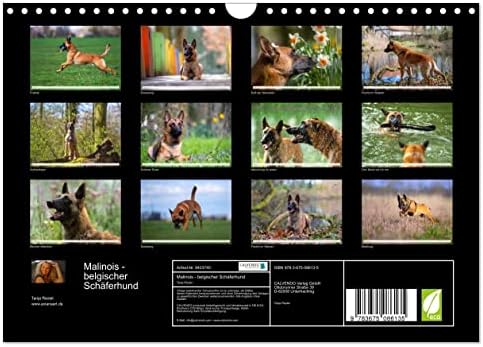 Malinois - Belgischer Schäferhund, Calvendo 2023 לוח שנה חודשי