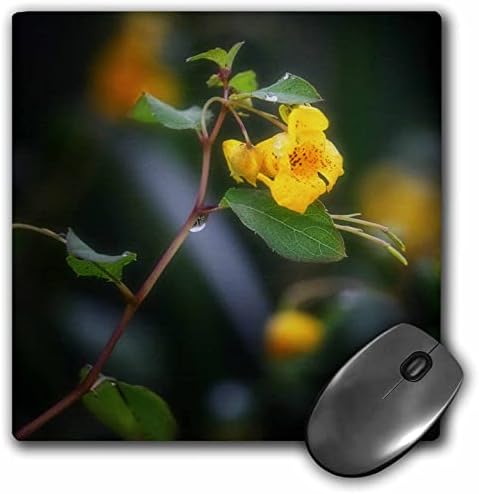 3 רוז בוהם צילום פרח-קטן צהוב פרח מאקרו צילום-עכבר רפידות