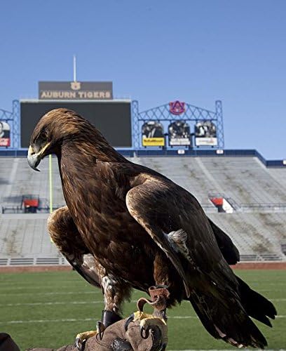 צילום HisthericalFindings: Golden Eagle, משחק הכדורגל של אוניברסיטת אובורן, אובורן, אלבמה, קרול הייסמית '