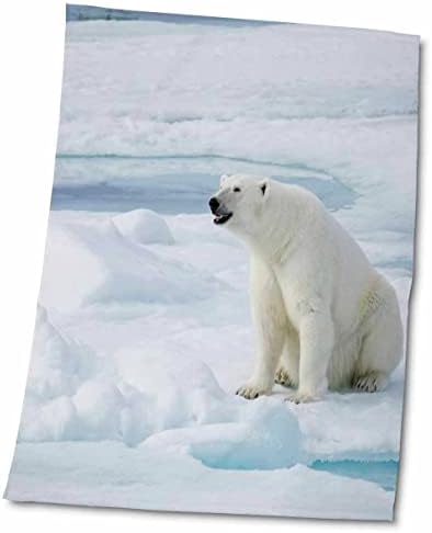 3drose נורבגיה, סוואלברד, ספייטברגן, דוב קוטב נקבה יושב על קרח. - מגבות